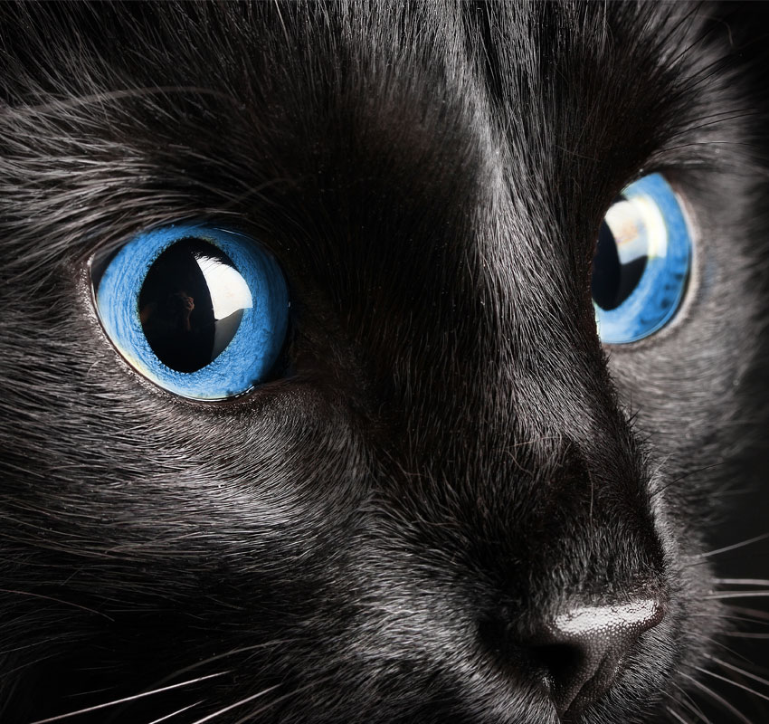Image of a cat with blue eyes looking to the right.