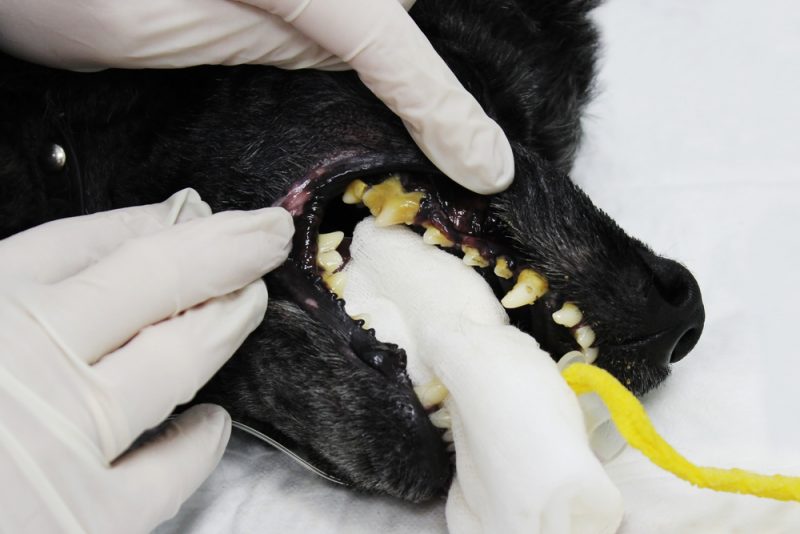 Effects of Dental Disease in Pets Vet in Sunrise Sawgrass