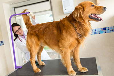 The Poop Scooting Boogie What Scooting Says About Your Pet Vet